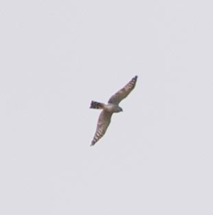 Red-footed Falcon - ML118013631