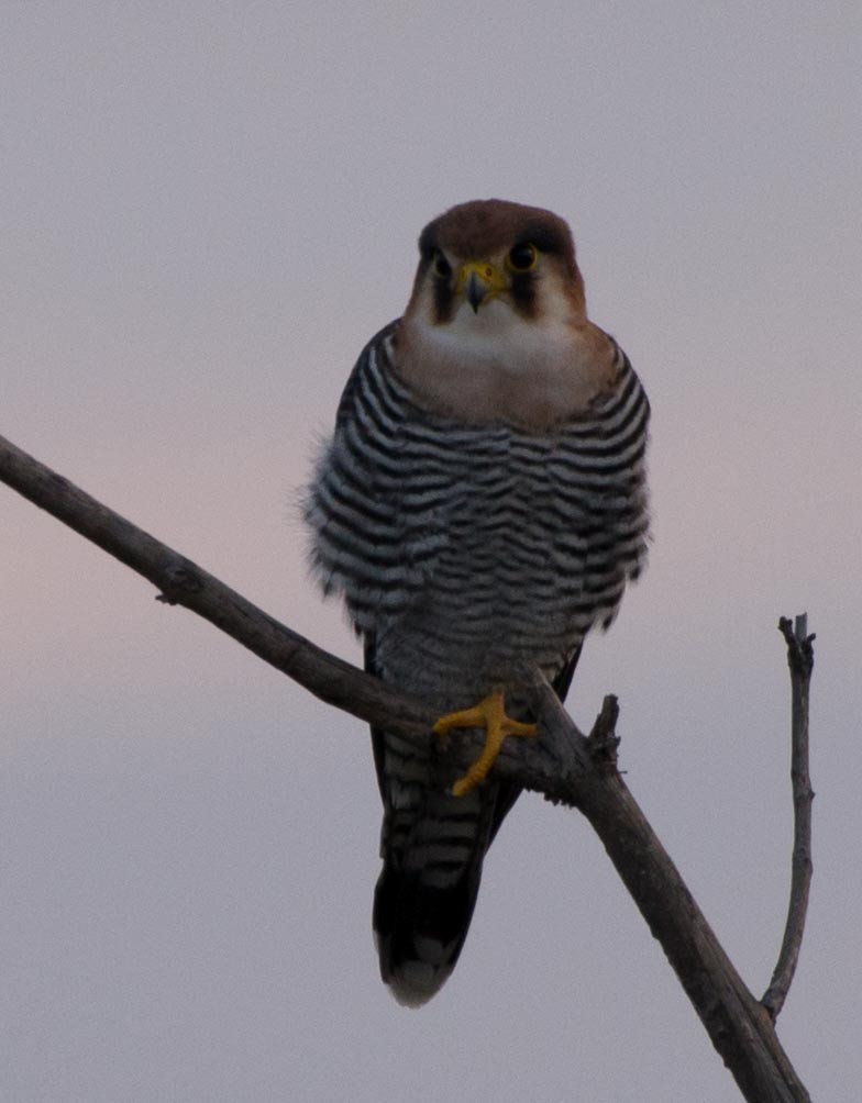 Red-necked Falcon - ML118013971