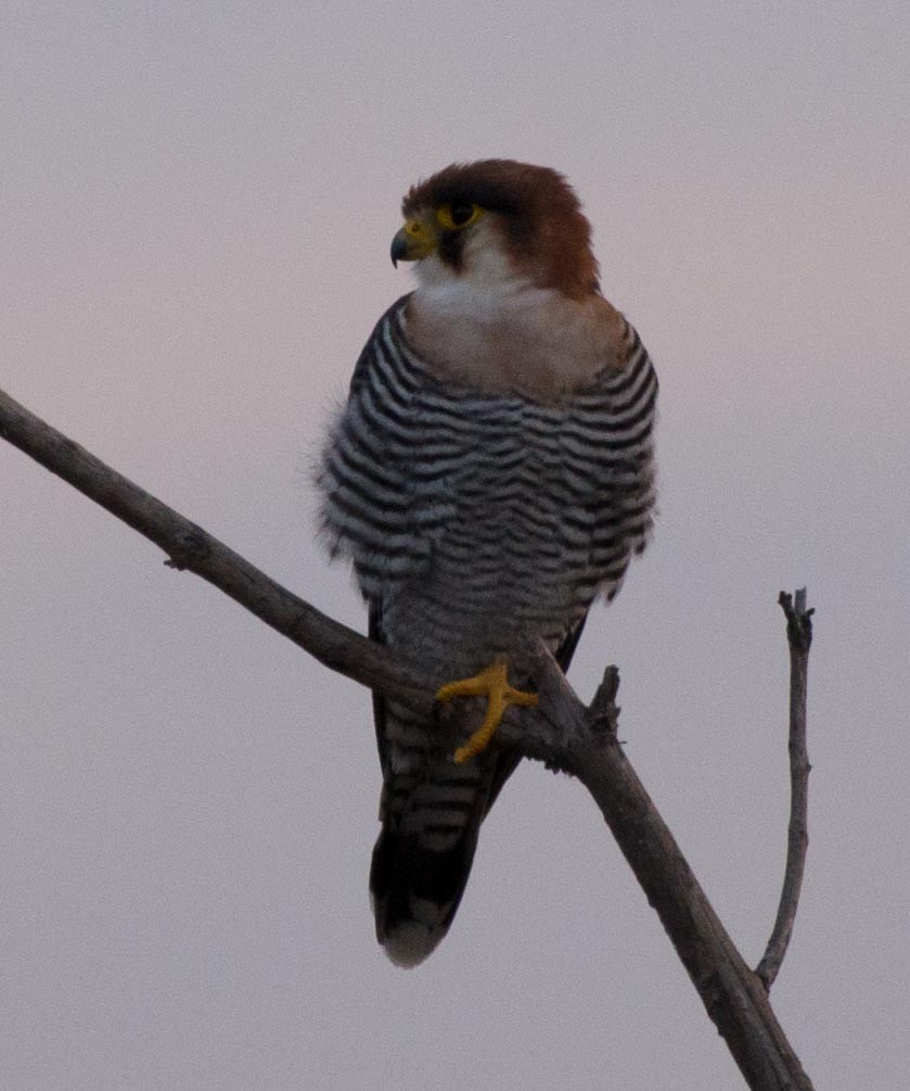 Red-necked Falcon - ML118013981