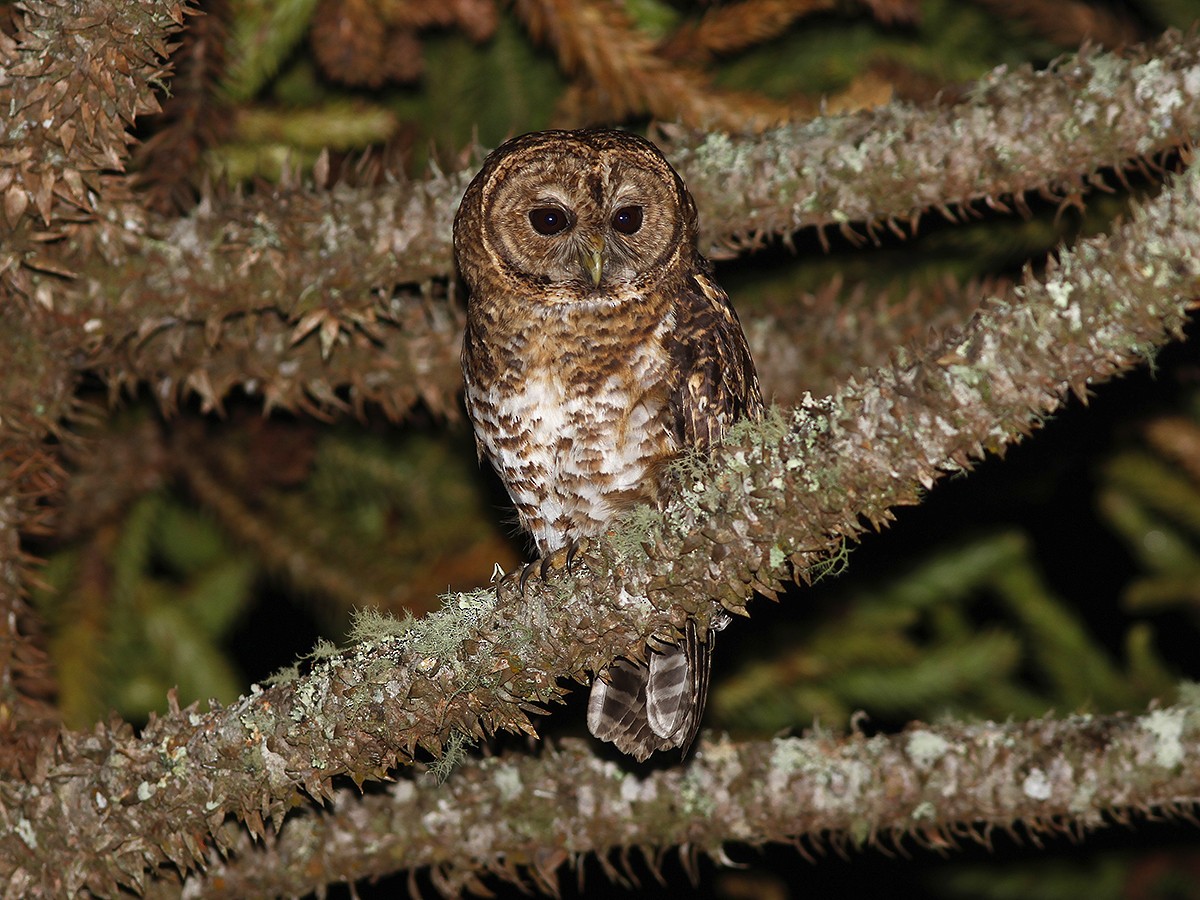 Rusty-barred Owl - ML118016551