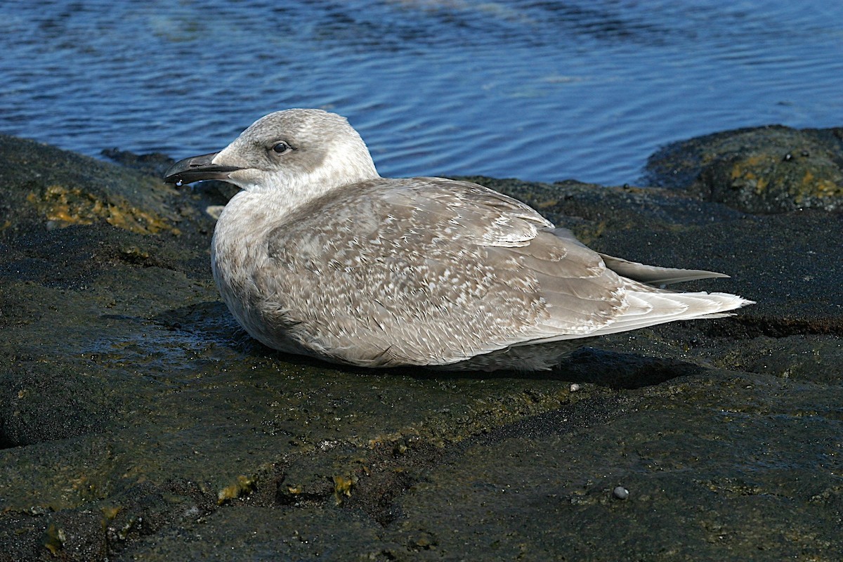 Glaucous-winged Gull - Reginald  David