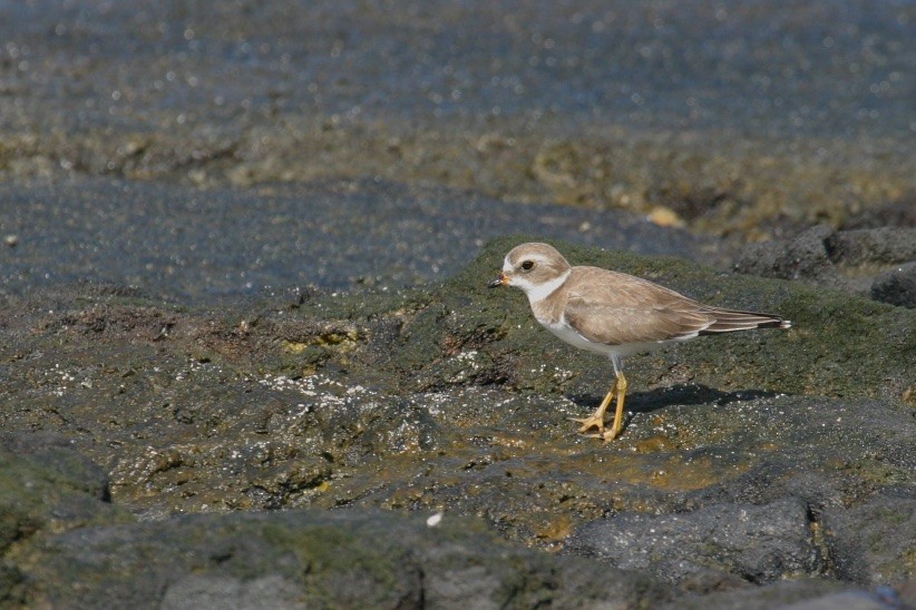 Semipalmated Plover - ML118018471