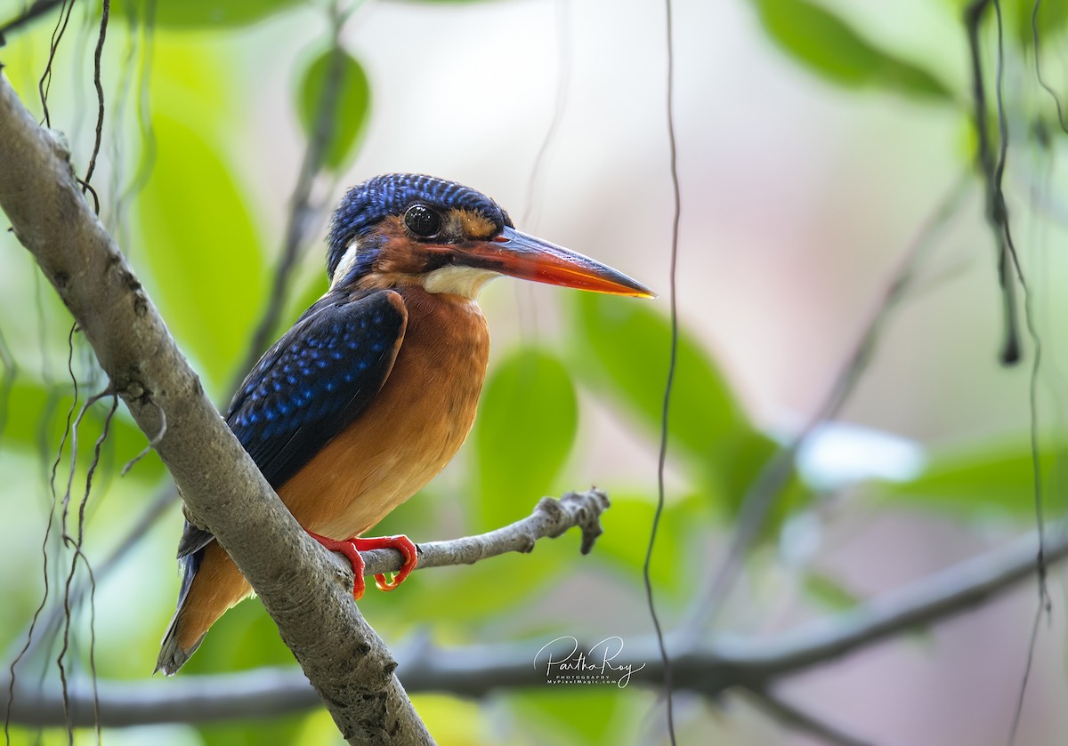 Blue-eared Kingfisher - Partha Roy