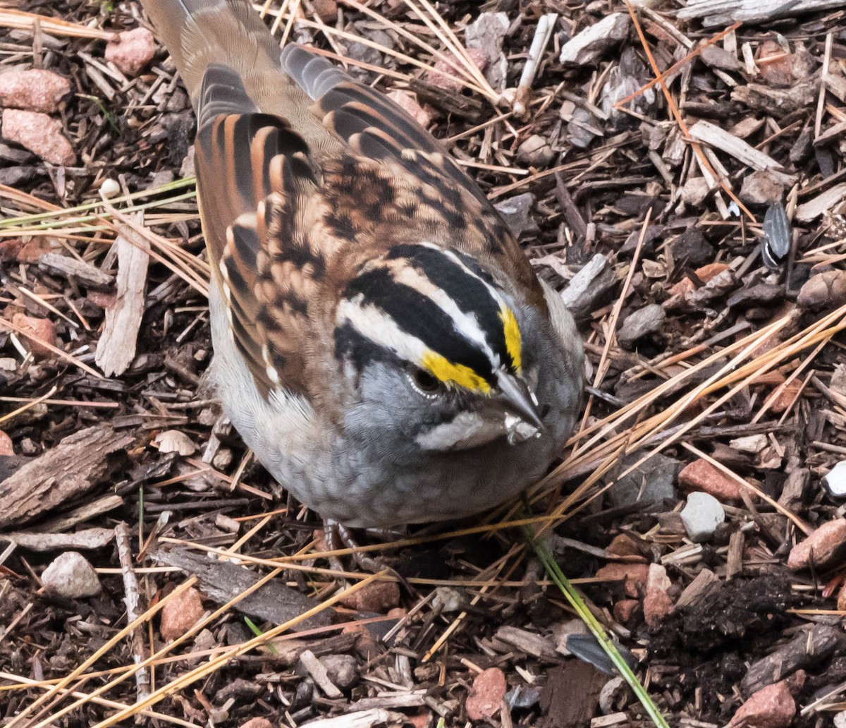 White-throated Sparrow - David Baker