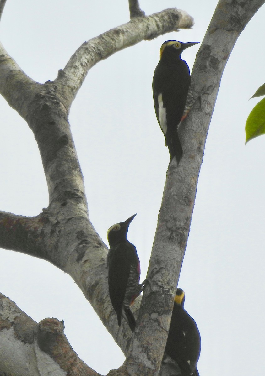 Yellow-tufted Woodpecker - ML118026021