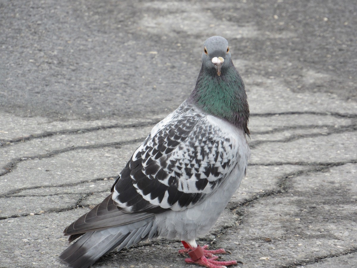 Rock Pigeon (Feral Pigeon) - scott baldinger
