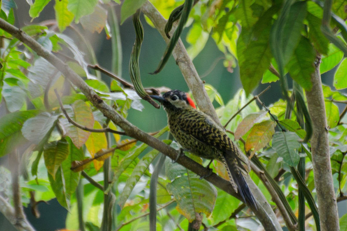 Green-barred Woodpecker - ML118028251