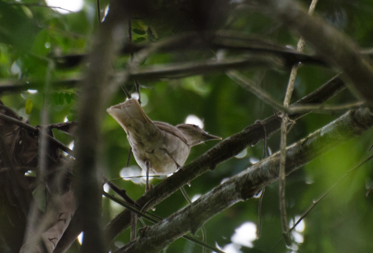 Pale-breasted Thrush - ML118028781