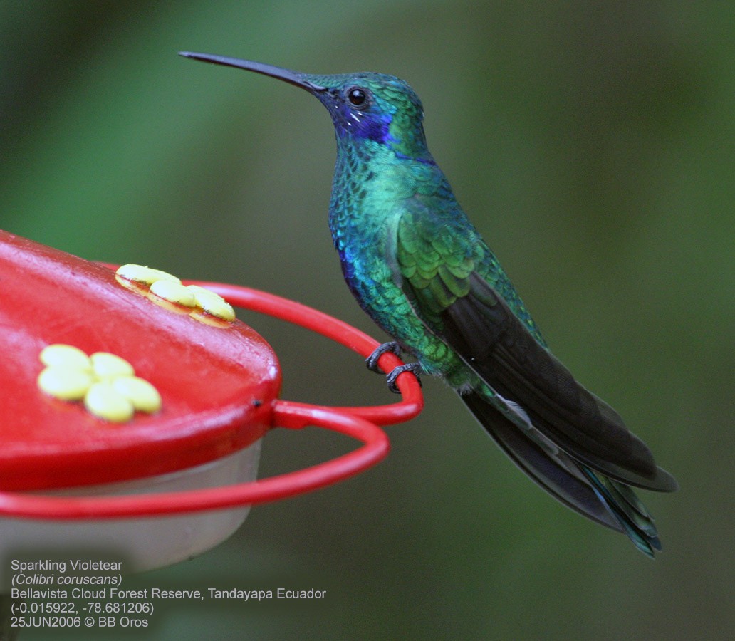 kolibřík modrolící - ML118030161
