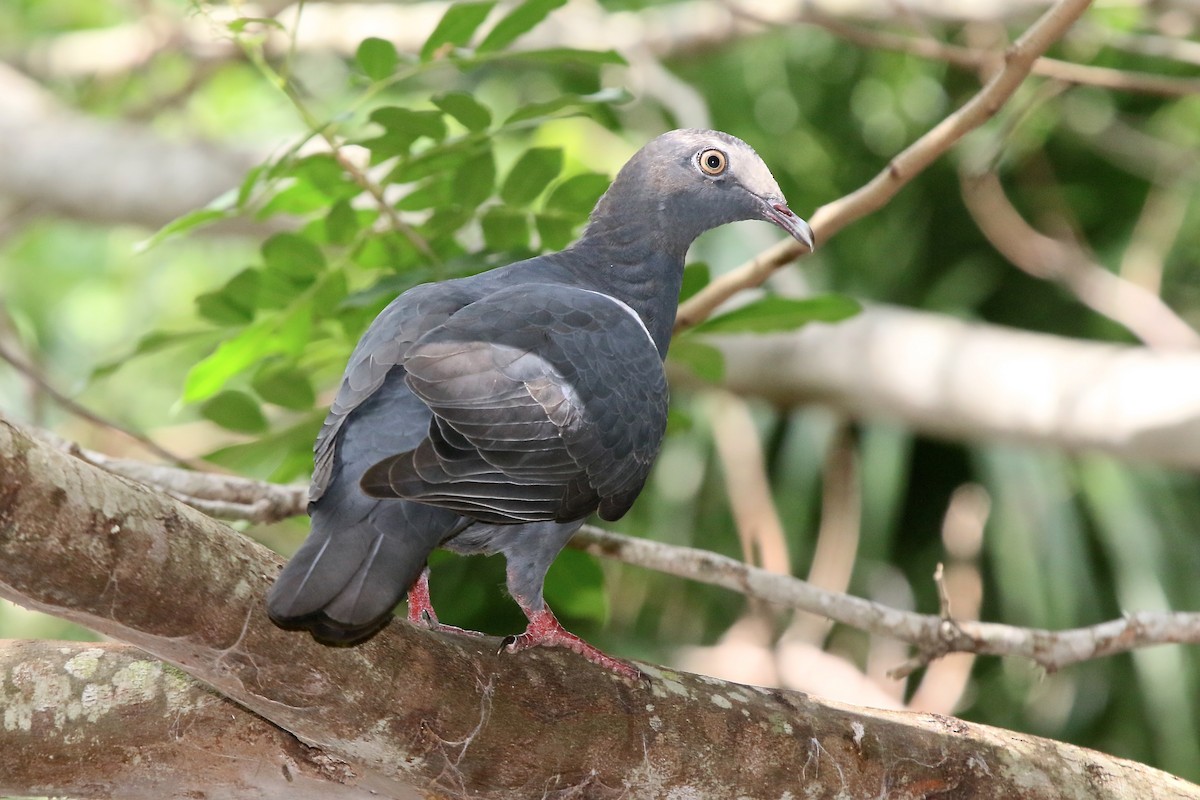 White-crowned Pigeon - ML118031311