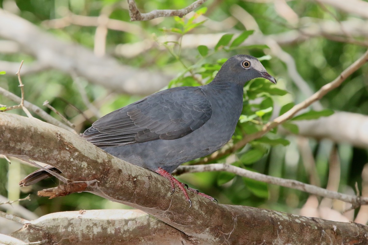 White-crowned Pigeon - ML118031321
