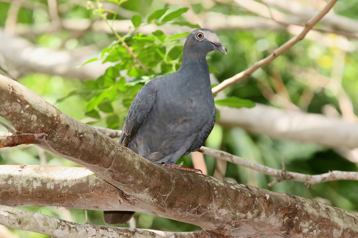White-crowned Pigeon - ML118031331