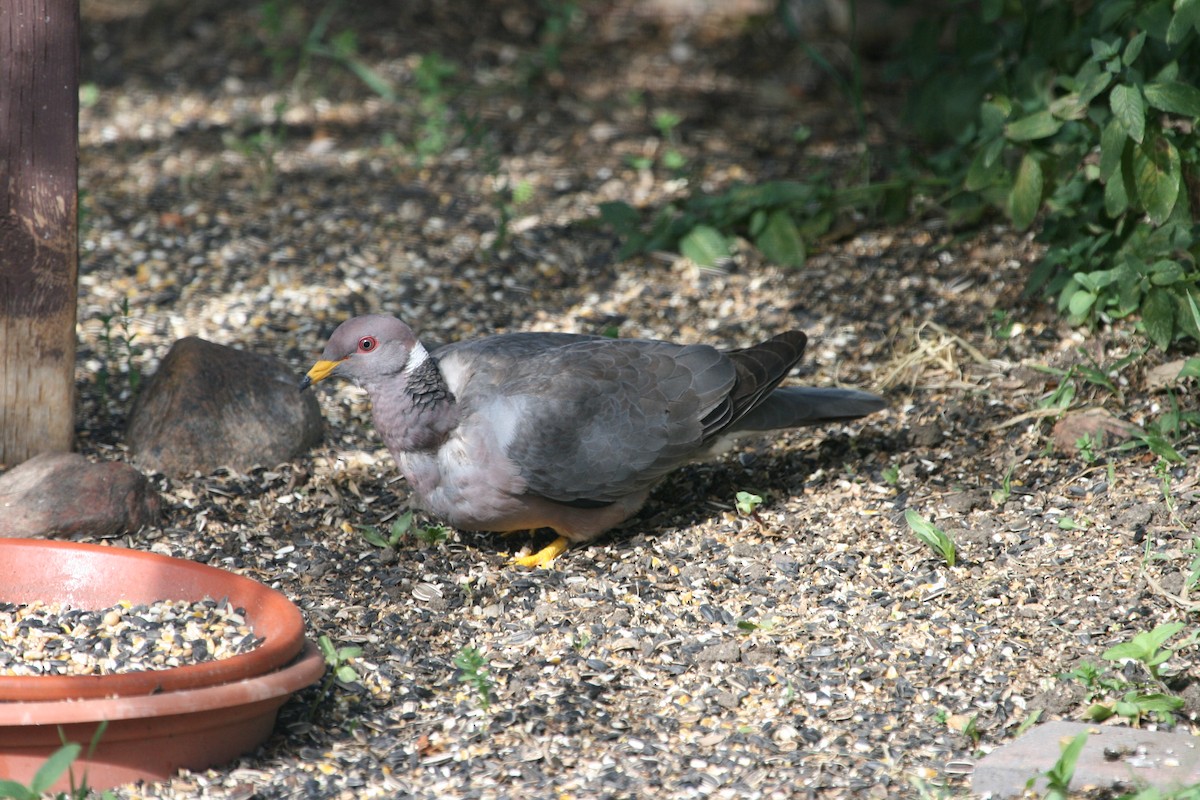 Band-tailed Pigeon - ML118031631