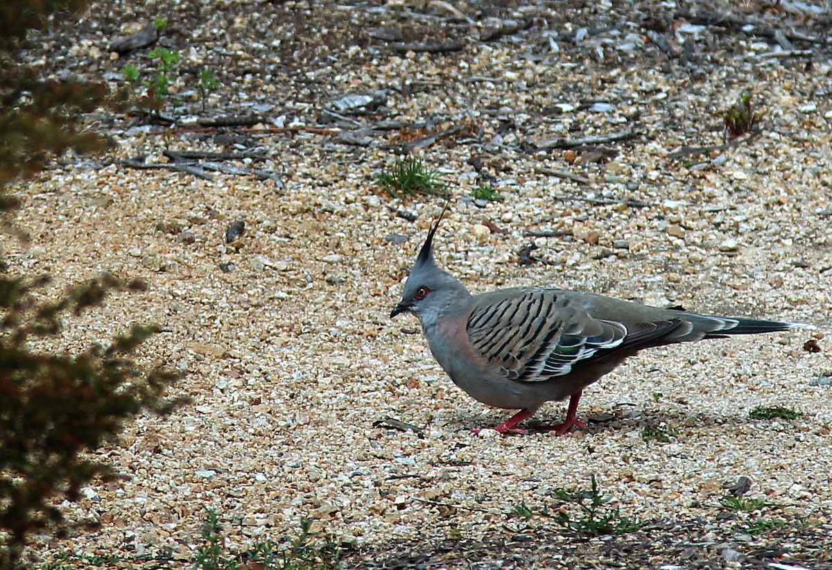 Crested Pigeon - ML118035501