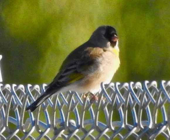 Lawrence's Goldfinch - ML118035521