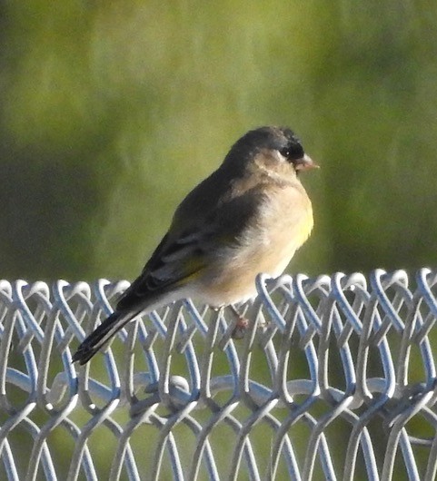 Lawrence's Goldfinch - ML118035651