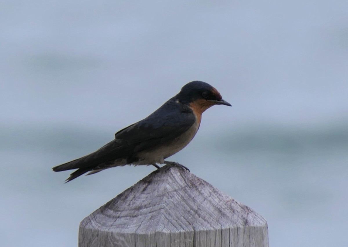Pacific Swallow - Jim Kirker