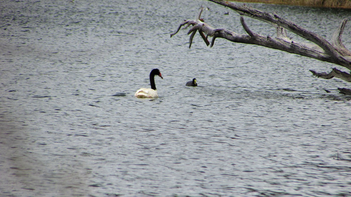 Black-necked Swan - ML118043801