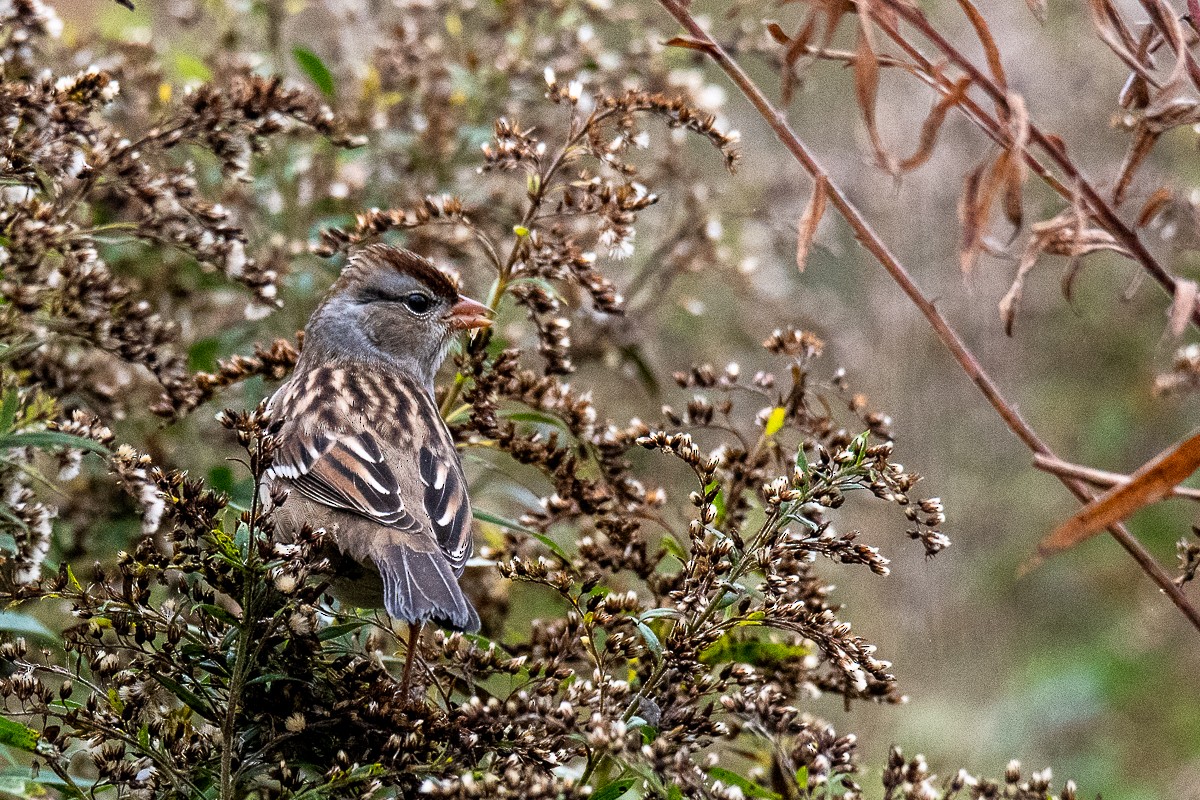 White-crowned Sparrow - ML118044311