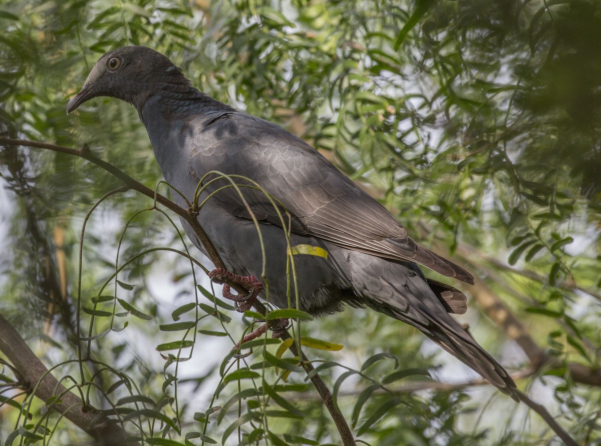 White-crowned Pigeon - ML118044511