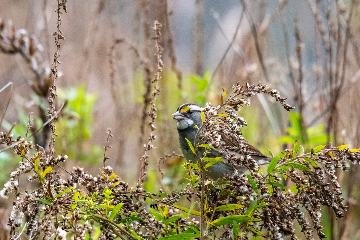 White-throated Sparrow - ML118044811