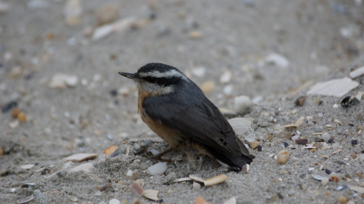 Red-breasted Nuthatch - Maxwell Ramey