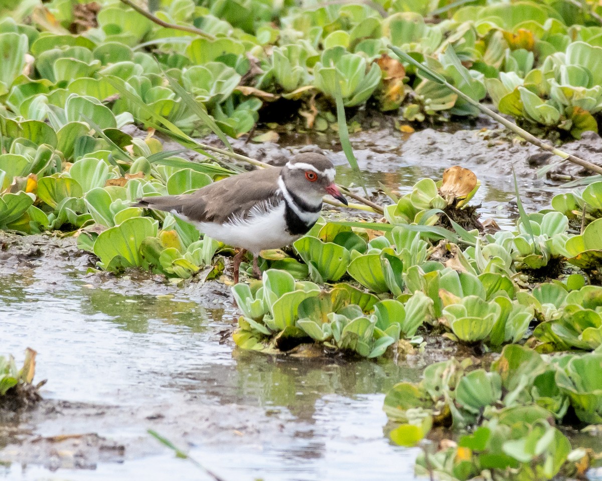 Three-banded Plover - ML118045681