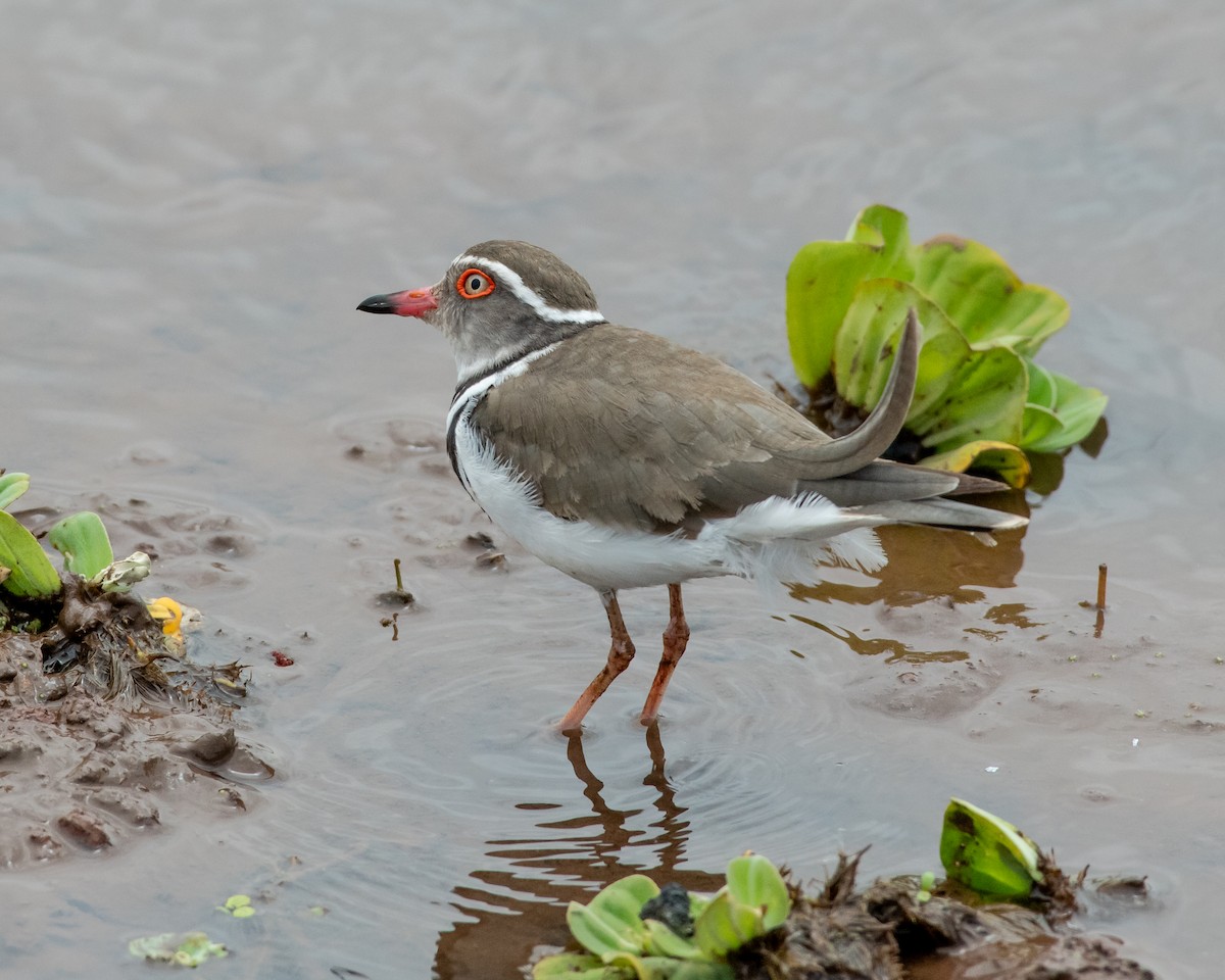 Three-banded Plover - ML118045701