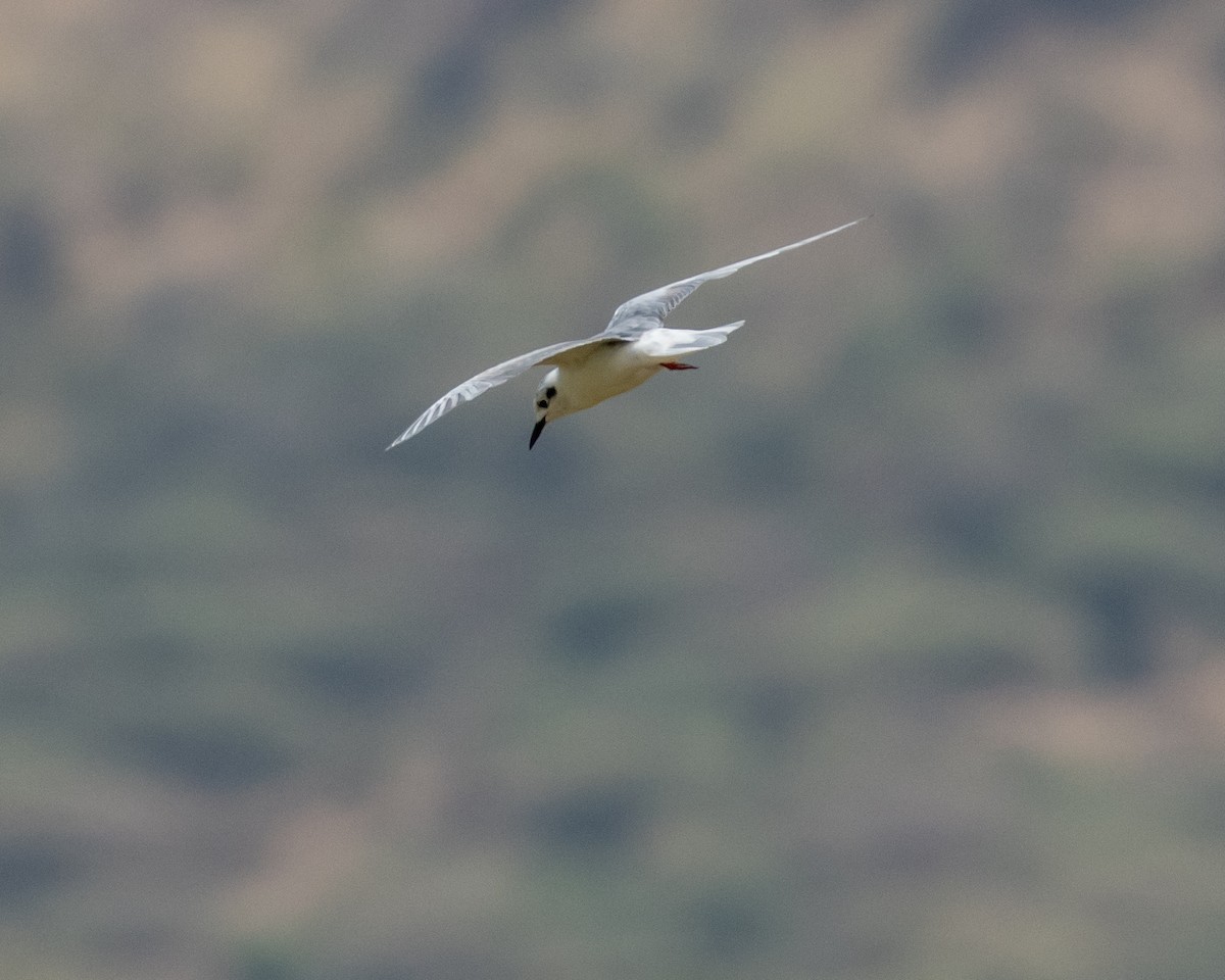 White-winged Tern - ML118046121