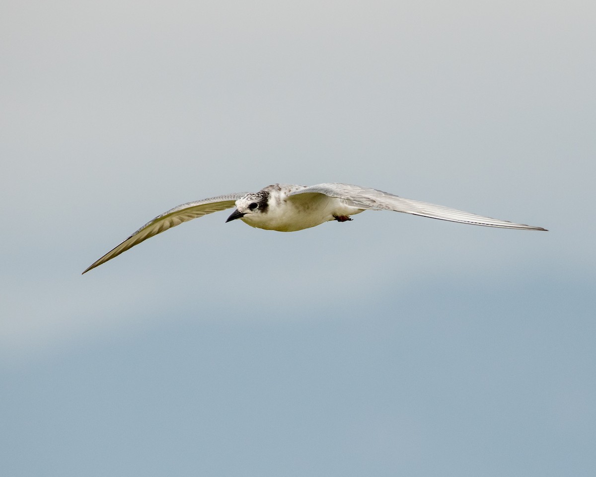 White-winged Tern - Hank Davis
