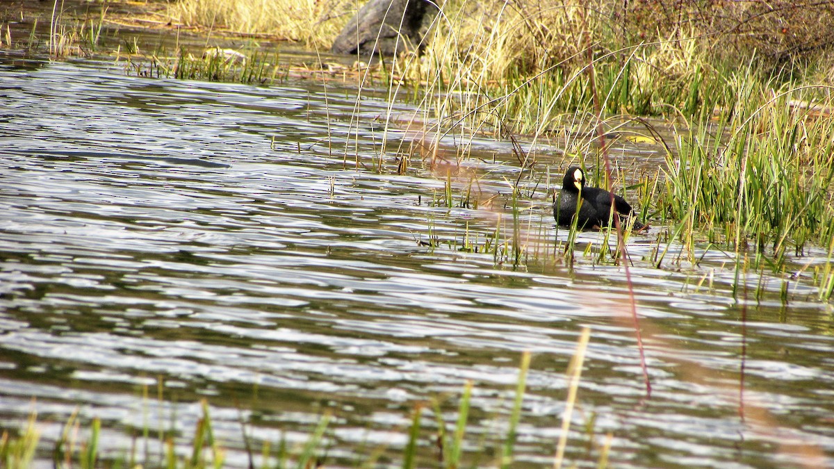 Red-gartered Coot - ML118047001