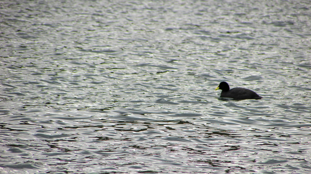 Red-gartered Coot - ML118047271