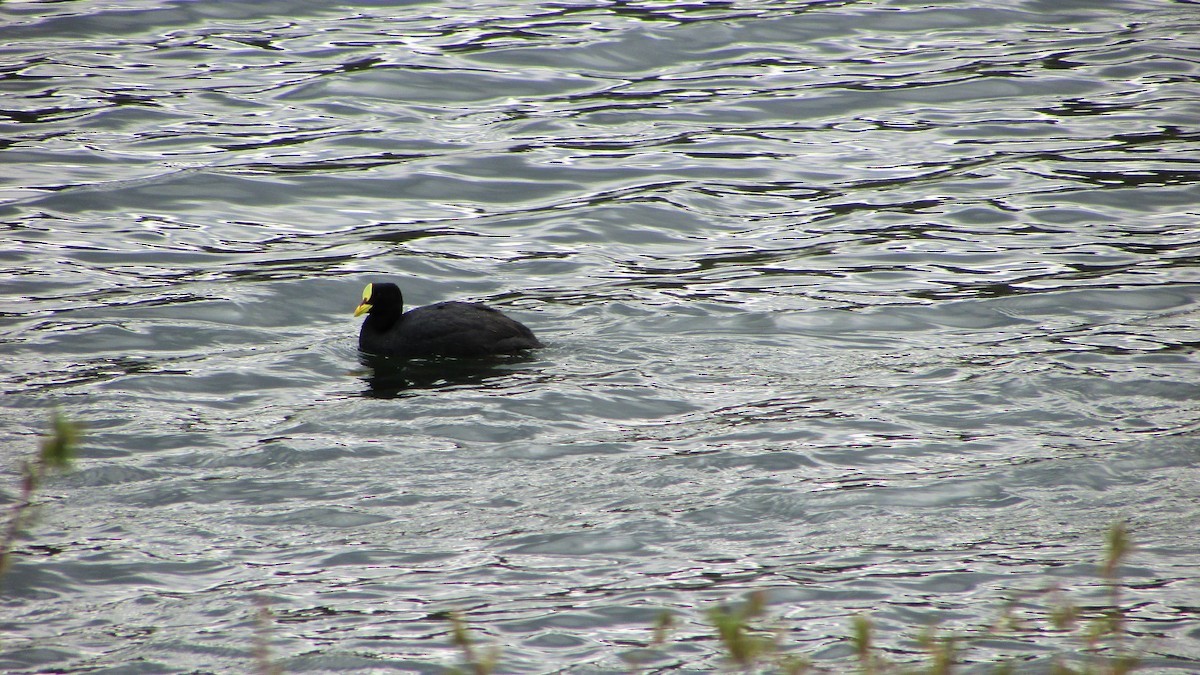 Red-gartered Coot - ML118047491