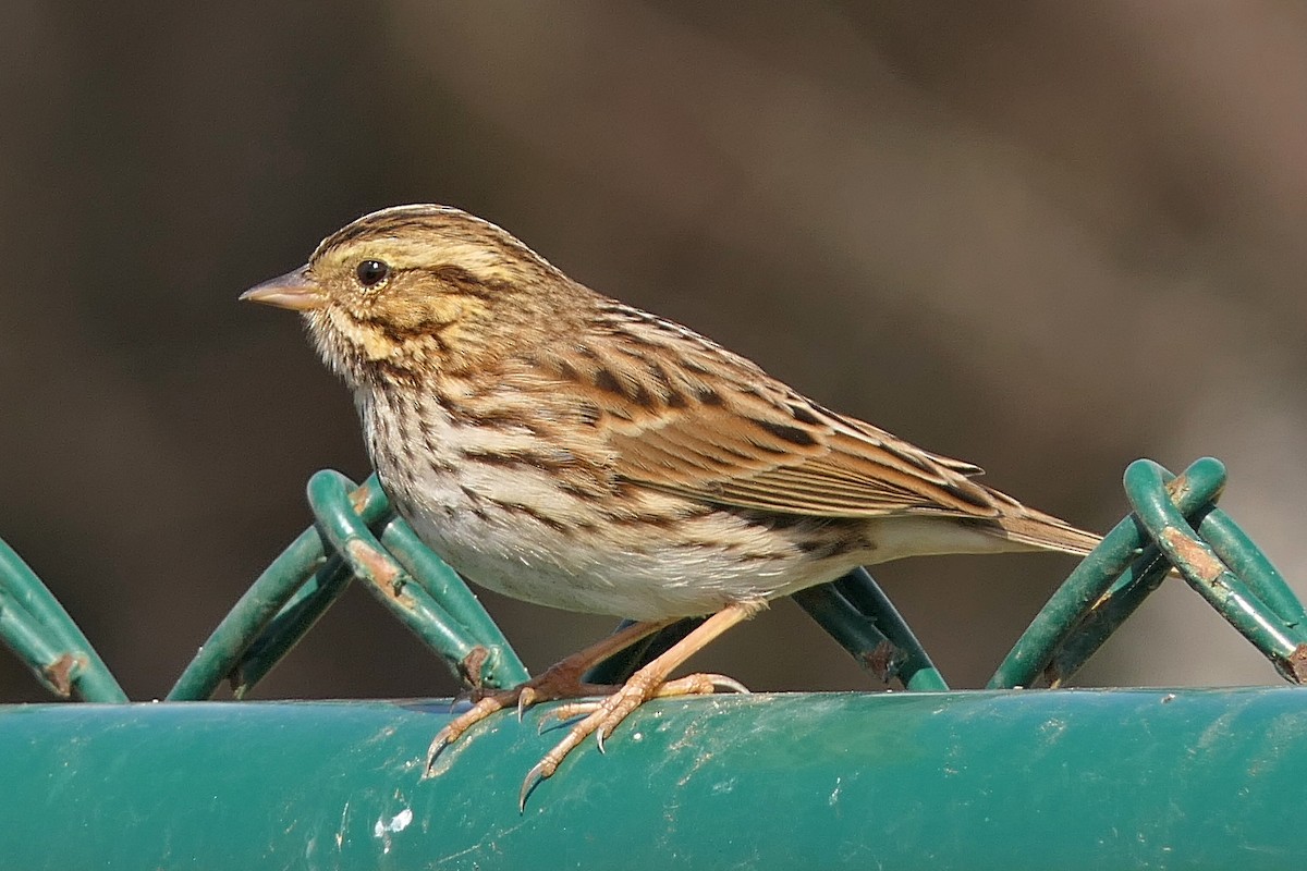 Savannah Sparrow (Savannah) - Robert Hamilton