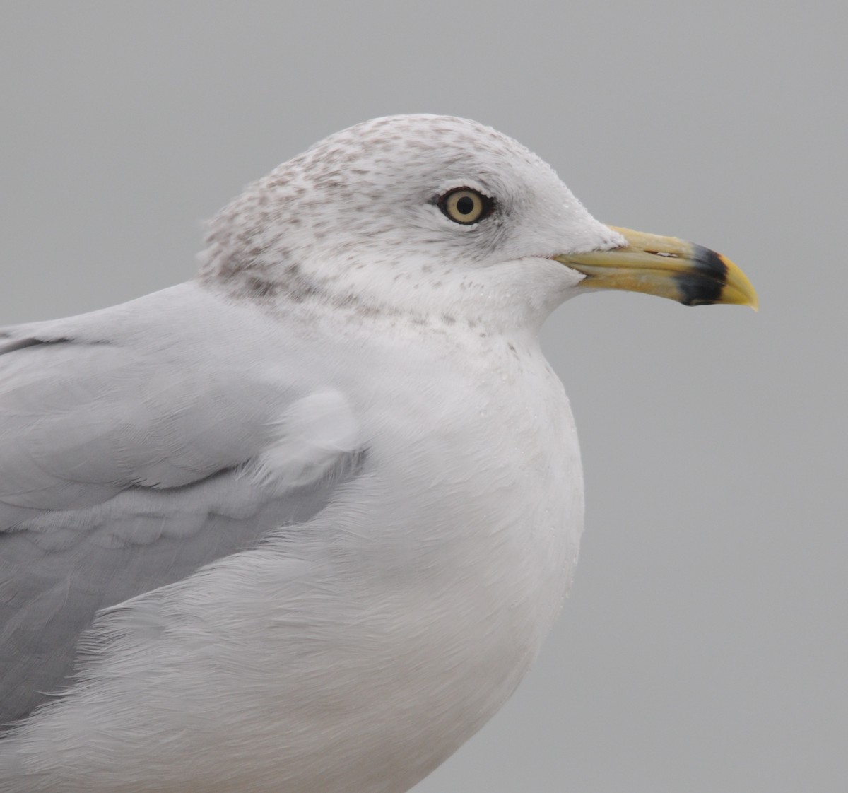 Ring-billed Gull - Max  Chalfin-Jacobs