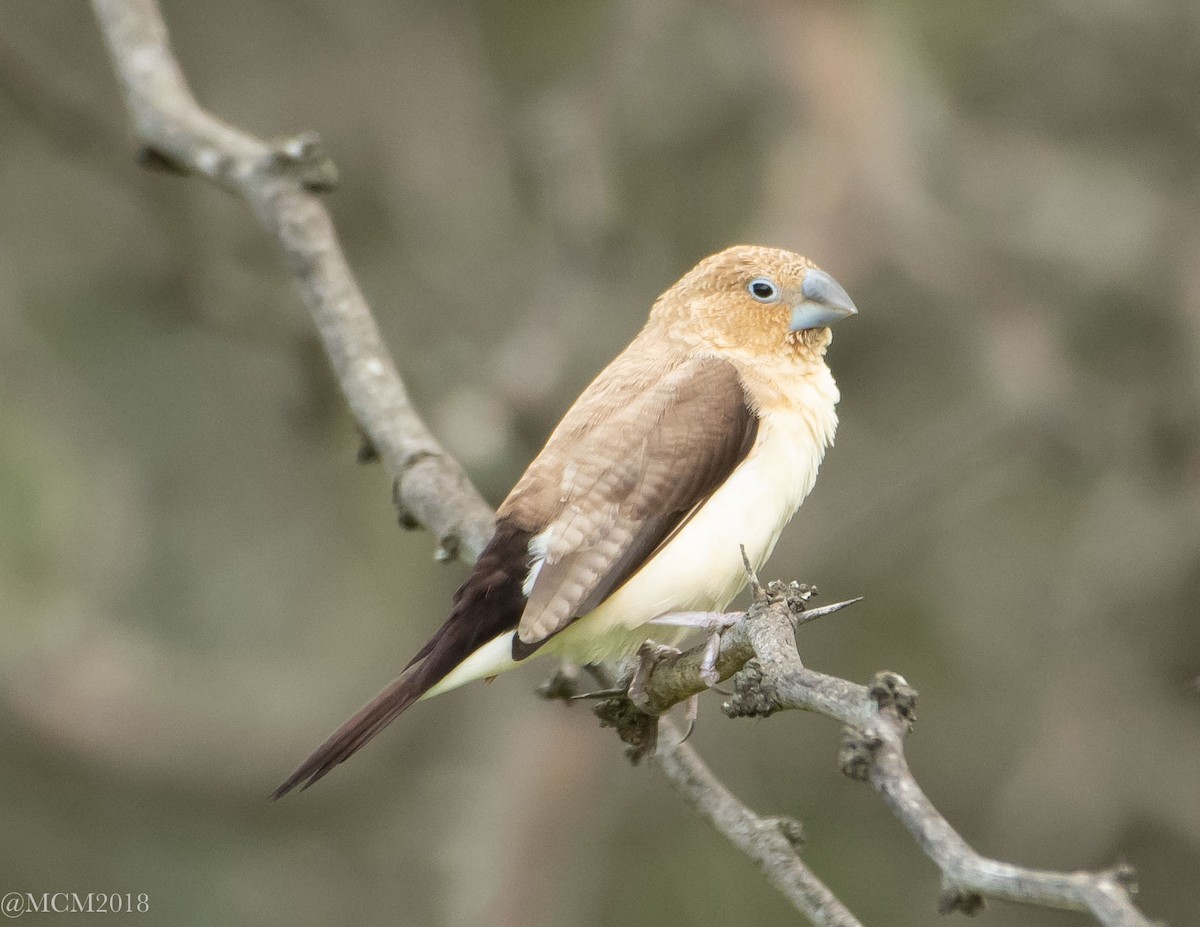 African Silverbill - Mary Catherine Miguez