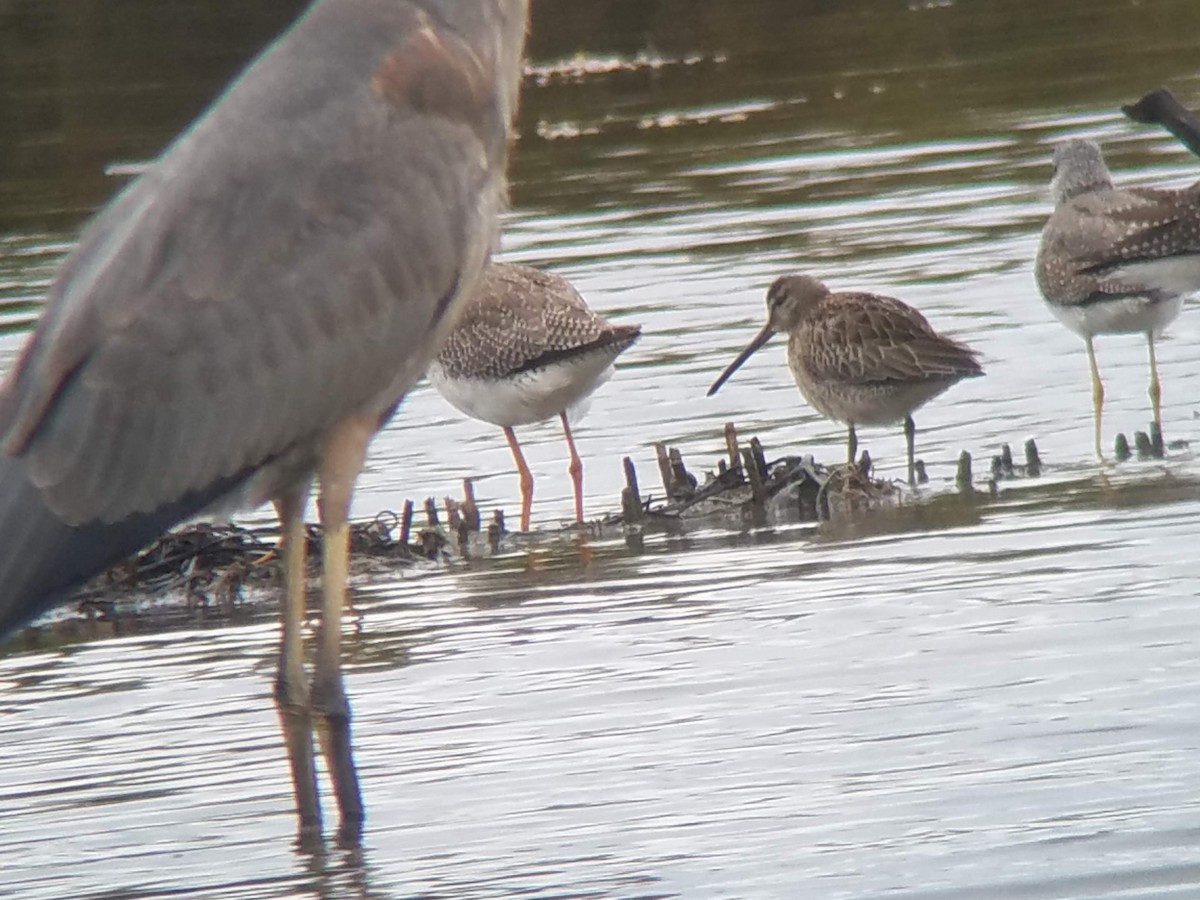 Long-billed Dowitcher - ML118057241