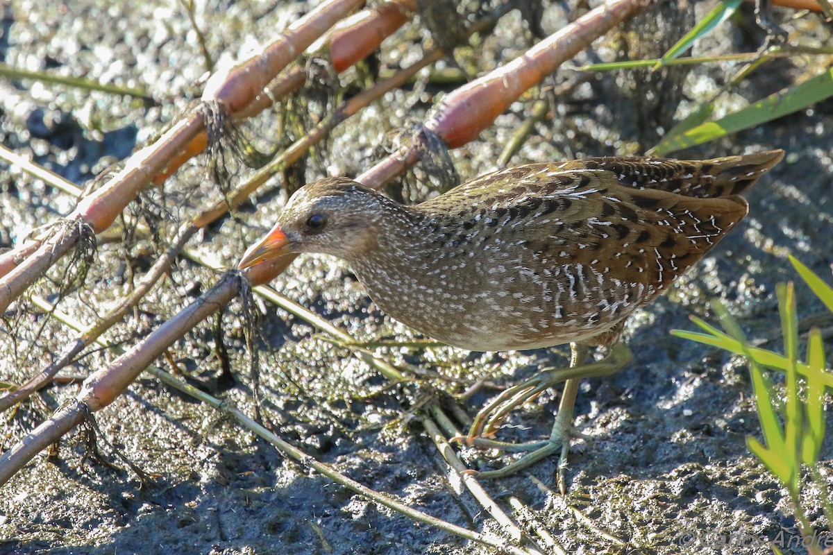 Spotted Crake - Carlos André