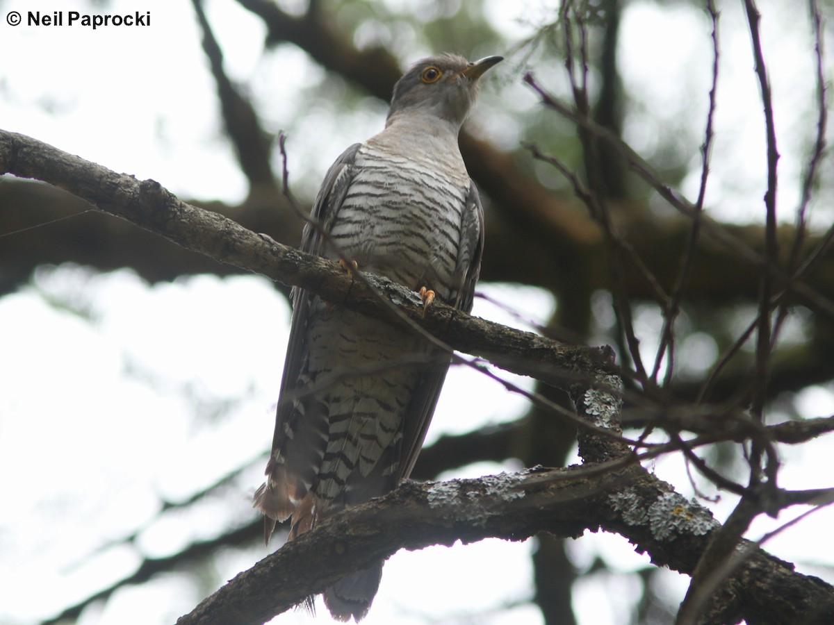 Common Cuckoo - ML118057941