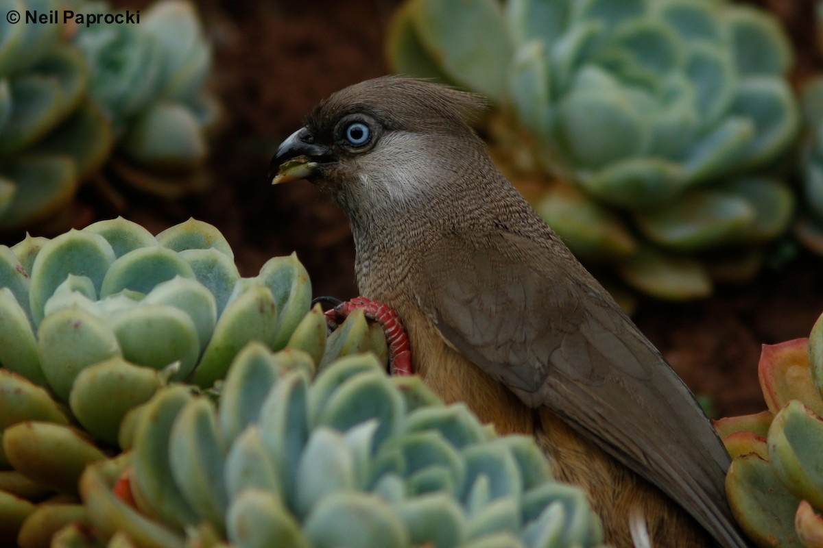 Speckled Mousebird - ML118058351