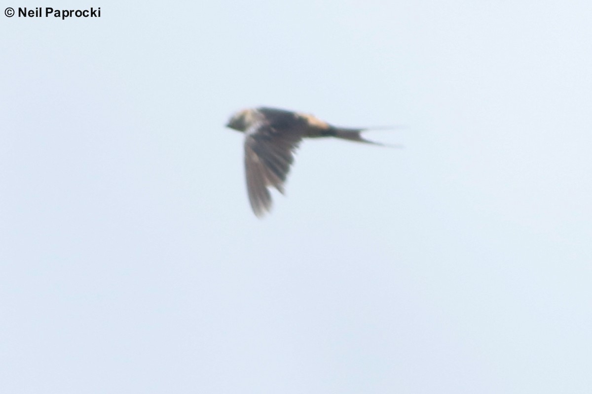 Red-rumped Swallow - ML118058481