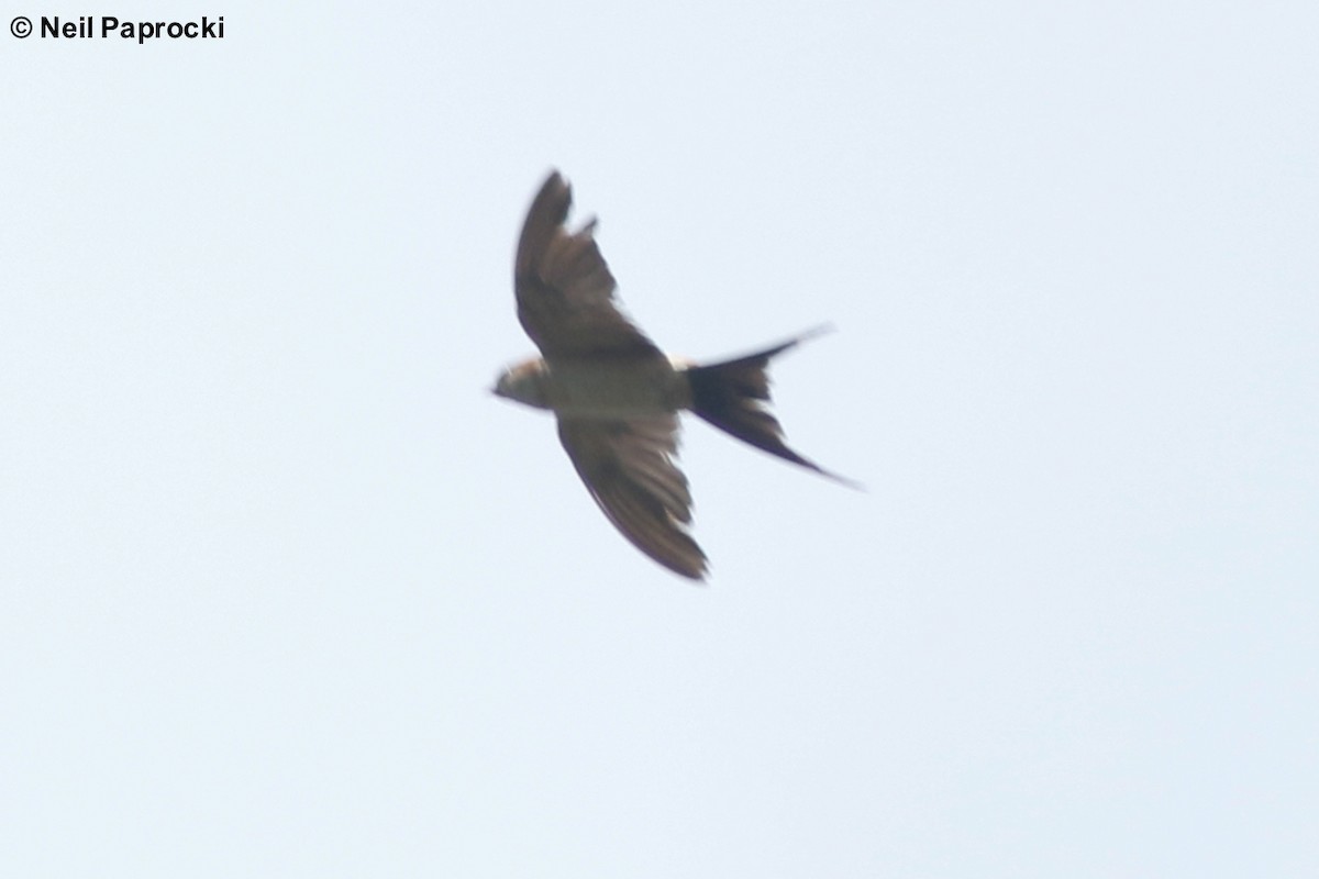 Red-rumped Swallow - ML118058491