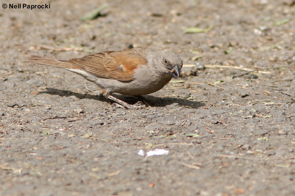 Swainson's Sparrow - Neil Paprocki