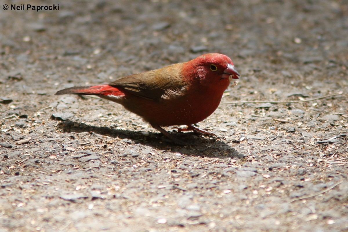 Red-billed Firefinch - Neil Paprocki