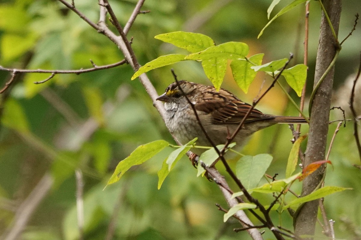 White-throated Sparrow - Réal Boulet 🦆