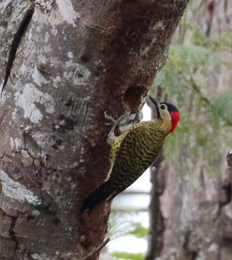 Green-barred Woodpecker - ML118064911