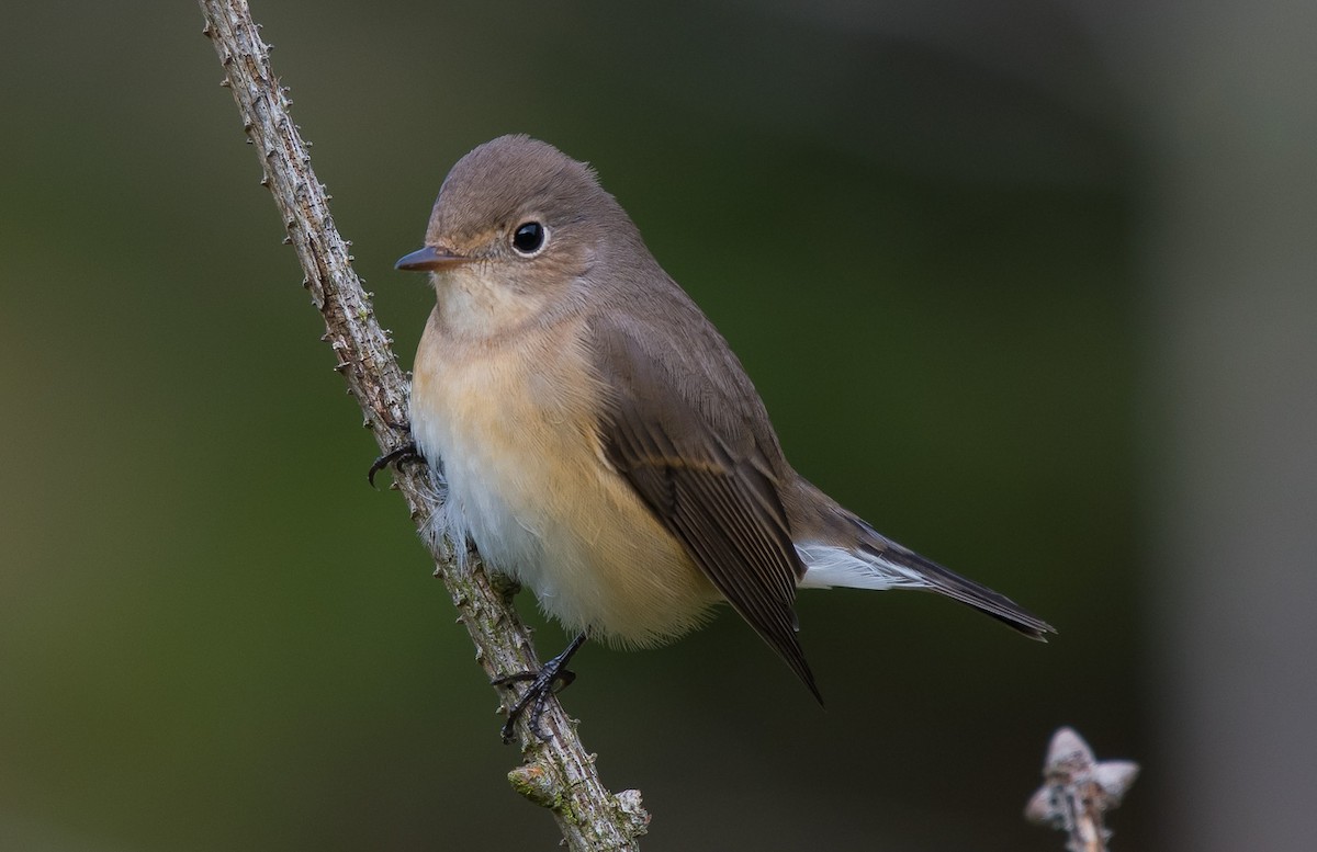 Red-breasted Flycatcher - ML118067251
