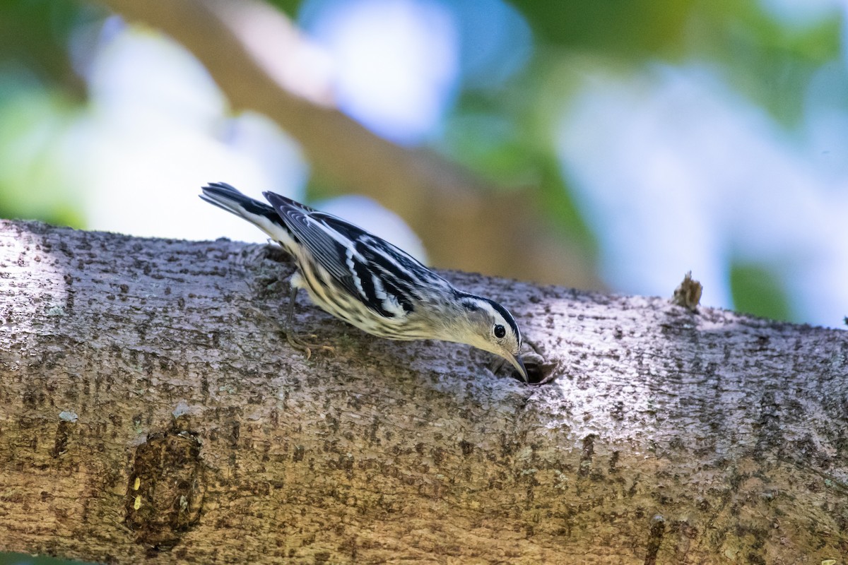Black-and-white Warbler - ML118069971