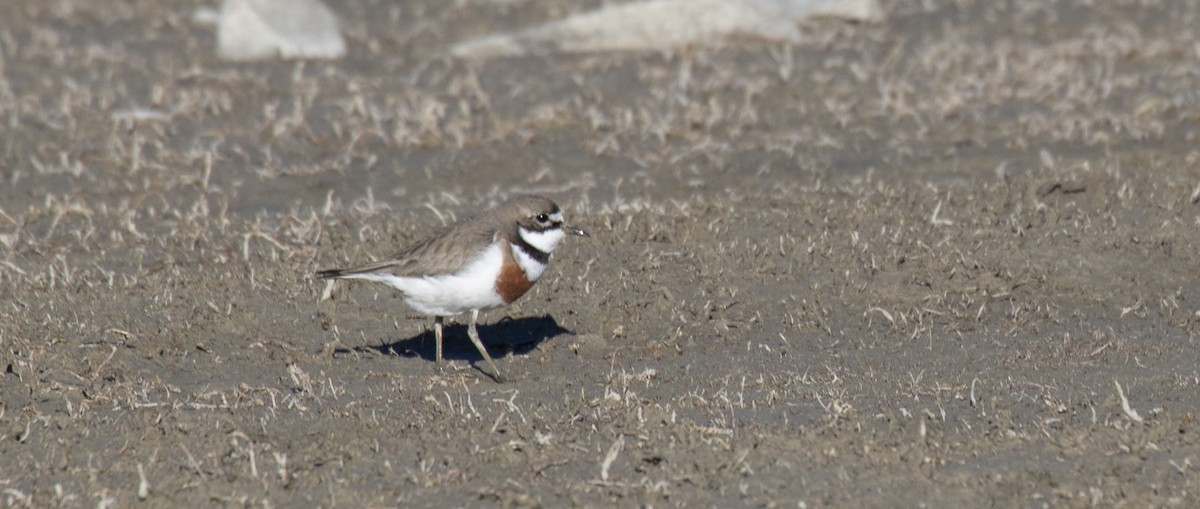 Double-banded Plover - ML118074431