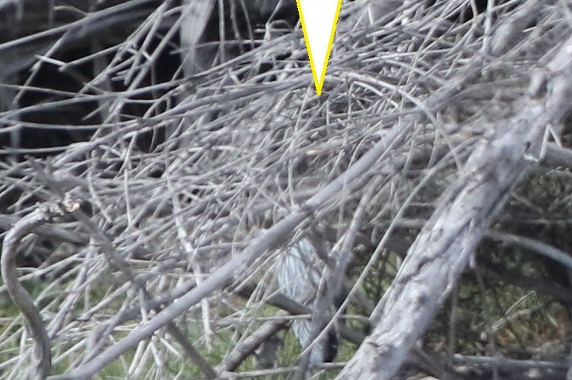 Yellow-crowned Night Heron (Yellow-crowned) - Jim Zenor